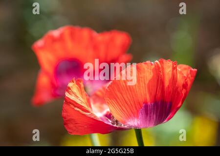 Les superbes coquelicots ornementaux rouges prennent le soleil fin juin à Eastcote House Gardens, jardin clos historique dans le nord-ouest de Londres, Royaume-Uni. Banque D'Images