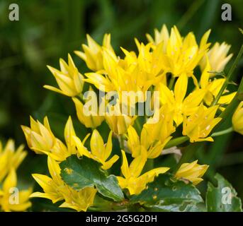 AIL jaune DE MOLYBDÈNE ALLIUM Banque D'Images