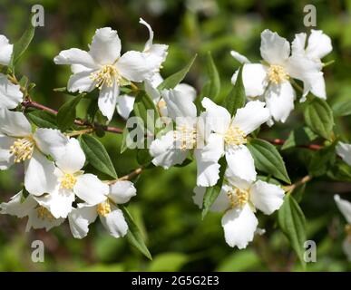 PHILADELPHUS orange factice Banque D'Images