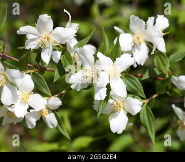 PHILADELPHUS orange factice Banque D'Images