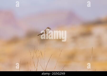 Gros plan d'un magnifique flycatcher Vermilion au Lake Mead National Recreation Area, Nevada Banque D'Images