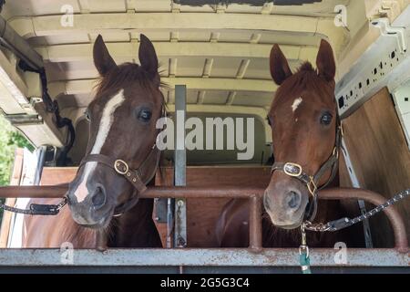 Lissangle, Caheragh, West Cork, Irlande. 27 juin 2021. Il y avait une carte de course de 8 à Lissangle aujourd'hui dans la course suiteuse sur une journée très chaude et ensoleillée. Les chevaux Highland Princess et Dinah Washington attendaient le début de leurs courses. Crédit : AG News/Alay Live News Banque D'Images