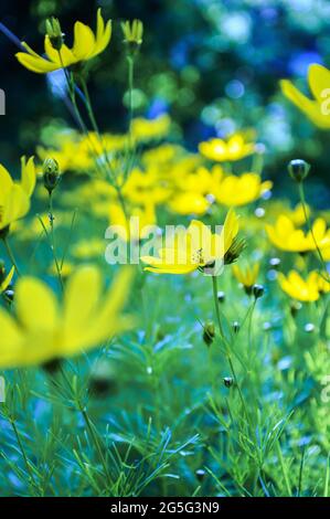 Mer jaune de ​​flowers debout dans toute la splendeur, fleurs de l'oeil de la fille, résumé gros plan Banque D'Images