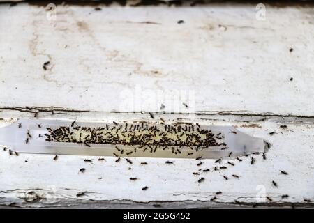 Piège antipoison ANT rempli de fourmis - mort et vivant - assis sur le vieux bois - peu profond foyer Banque D'Images