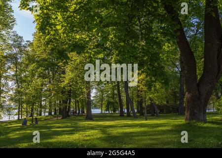 Des arbres luxuriants et peu de personnes au parc public de l'arboretum Hatanpää à Tampere, en Finlande, par une journée ensoleillée en été. Banque D'Images