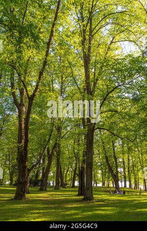 Des arbres luxuriants et peu de personnes au parc public de l'arboretum Hatanpää à Tampere, en Finlande, par une journée ensoleillée en été. Banque D'Images