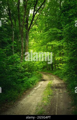 Une route mystérieuse de terre à travers une forêt dense et verte, vue sur la source Banque D'Images