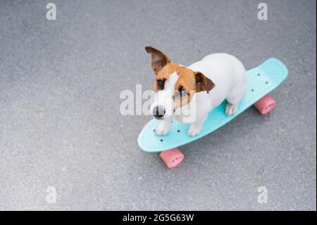 Le chien fait un penny board à l'extérieur. Vue de dessus d'un terrier Jack russell sur un skateboard Banque D'Images