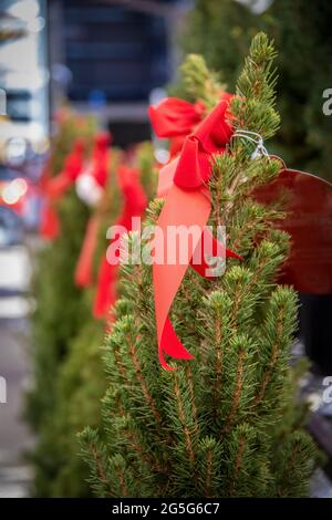 Petits arbres de Noël vivants à vendre avec des rubans - arrière-plan bokeh Banque D'Images