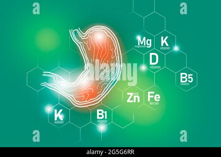 Nutriments essentiels pour la santé de l'estomac, y compris le zinc, le Kalium, la vitamine B5, le Ferrum. Ensemble de conception des principaux organes humains avec des vitamines Banque D'Images