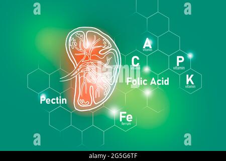 Nutriments essentiels pour la santé de la rate, y compris la pectine, l'acide folique, la vitamine P, le Ferrum.ensemble de conception des principaux organes humains sur fond vert clair. Banque D'Images