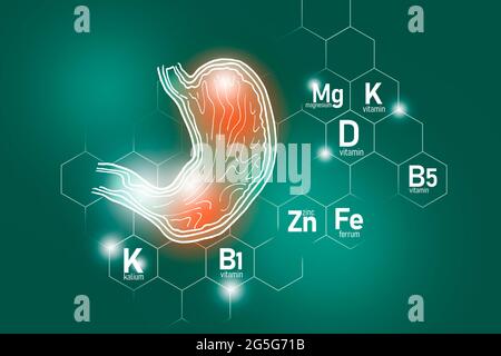 Nutriments essentiels pour la santé de l'estomac, y compris le zinc, le Kalium, la vitamine B5, le Ferrum. Ensemble de conception des principaux organes humains avec des vitamines Banque D'Images