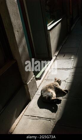 VENISE, ITALIE - AVRIL 14 2018 : Cat à Venise. Banque D'Images