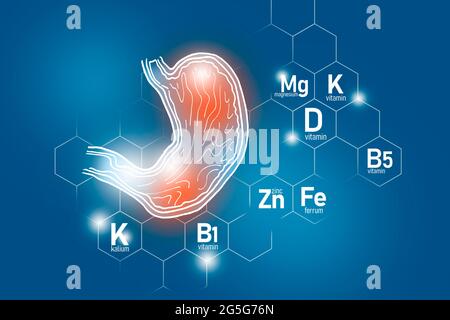 Nutriments essentiels pour la santé de l'estomac, y compris le zinc, le Kalium, la vitamine B5, le Ferrum. Concevoir l'ensemble des principaux organes humains sur fond de lbue Banque D'Images