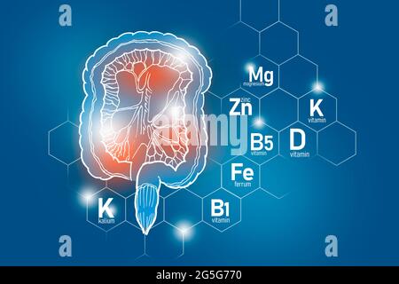 Éléments nutritifs essentiels pour la santé de l'intestin, y compris Kalium, Ferrum, magnésium, vitamine D. ensemble de conception des principaux organes humains sur fond bleu Banque D'Images