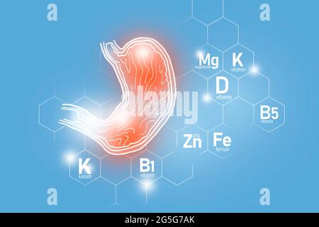 Nutriments essentiels pour la santé de l'estomac, y compris le zinc, le Kalium, la vitamine B5, le Ferrum. Ensemble de conception des principaux organes humains avec grille moléculaire sur bleu Banque D'Images