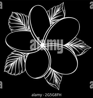 illustration vectorielle de la fleur frangipani isolée sur blanc Illustration de Vecteur