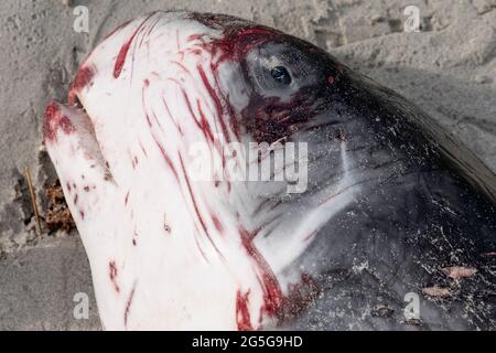 Gros plan de la tête de cachalot pygmée juvénile mort (Kogia breviceps) lavé sur la plage à Witsands, près de Misty Cliffs, Cape Peninsula, Afrique du Sud. Banque D'Images