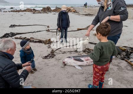 Les gens regardent la carcasse juvénile de cachalot pygmée (Kogia breviceps) lavée sur la plage à Witsands, près de Misty Cliffs, Cape Peninsula, Afrique du Sud. Banque D'Images