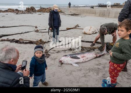 Les gens regardent la carcasse juvénile de cachalot pygmée (Kogia breviceps) lavée sur la plage à Witsands, près de Misty Cliffs, Cape Peninsula, Afrique du Sud. Banque D'Images