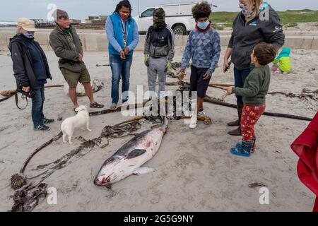 Les gens regardent la carcasse juvénile de cachalot pygmée (Kogia breviceps) lavée sur la plage à Witsands, près de Misty Cliffs, Cape Peninsula, Afrique du Sud. Banque D'Images