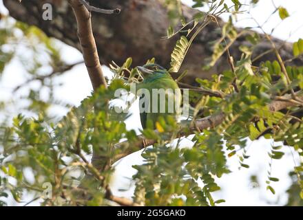 Barbet moustaché (Psilopogon incognitus incognitus) adulte perché sur la branche du parc national de Kaeng Krachan, Thaïlande Février Banque D'Images