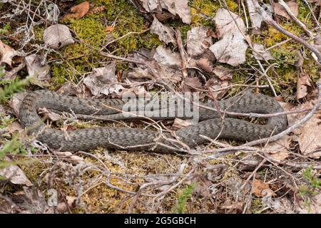 Un serpent doux rare (Coronella austriaca) se baquant dans la lande de Surrey, en Angleterre, au Royaume-Uni Banque D'Images