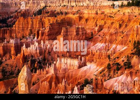 Bryce Amphitheater peu après le lever du soleil dans le parc national de Bryce Canyon, Utah Banque D'Images