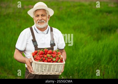 Homme âgé barbu en uniforme debout sur le terrain et tenant le panier rempli de fraises mûres. Jardinier professionnel récoltant des baies sucrées en plein air. Banque D'Images