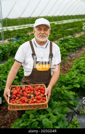 Gros plan de l'homme senior souriant en combinaison brune uniforme récolte fraise rouge mûre dans panier en osier. Concept de travail dans une grande serre moderne. Banque D'Images