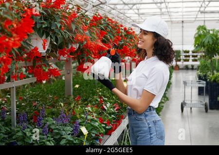 Vue latérale portrait de belle jeune femme souriante avec des cheveux bouclés debout et arroser mignon rouge et une autre couleur fleurs avec polivizator. Concept de grande serre moderne. Banque D'Images