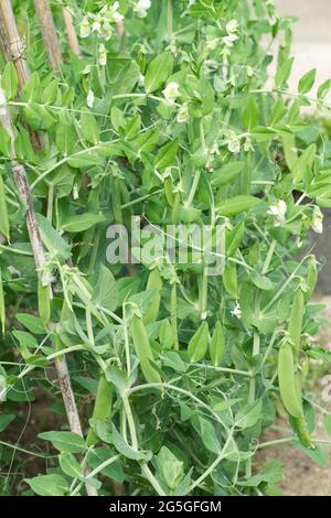 Pisum sativum 'terrain', plante de pois, avec des fleurs et des gousses en été au Royaume-Uni Banque D'Images