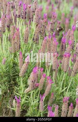 Lavandula stoechhas luci violet, lavande française, fleurs en été au Royaume-Uni Banque D'Images