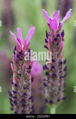 Lavandula stoechhas luci violet, lavande française, fleurs en été au Royaume-Uni Banque D'Images
