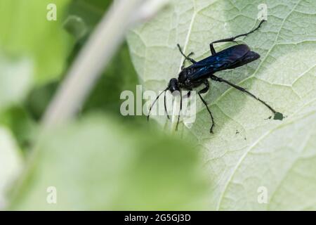 Bleu boue dauber ou bleu boue Wasp (Chalybion californicum) Banque D'Images