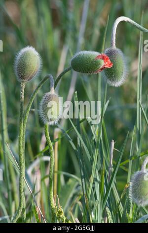 Plusieurs bourgeons de coquelicot oriental (Papaver orientale), dont l'un commence à ouvrir pour révéler les pétales rouges Banque D'Images