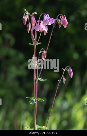 Longues tiges d'Aquilegia vulgaris, (Granny's Bonnet ou Columbine) portant des têtes de fleurs de mauve rose Banque D'Images