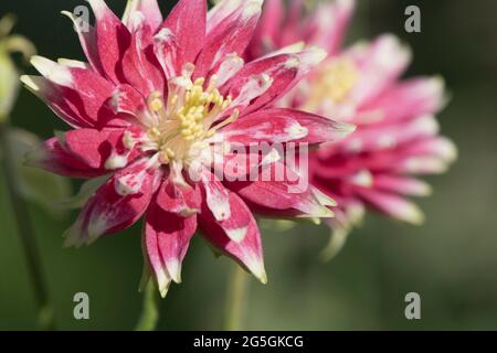 Un gros plan d'une tête de fleurs Aquilegia vulgaris 'Nora Barlow', montrant un amas d'étamines jaunes entourées de pétales de cramoisi, de rose et de blanc Banque D'Images