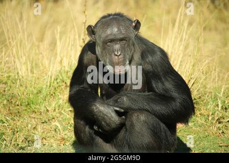 Chimpanzee plus ancien assis dans l'herbe Banque D'Images