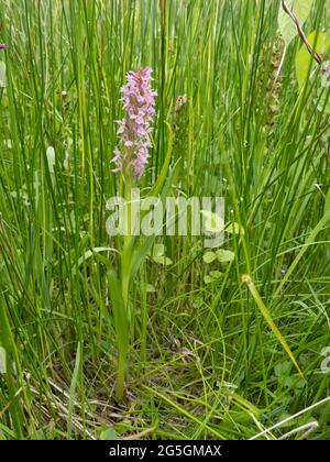 Dactylorhiza incarnata, la première orchidée de Marsh Banque D'Images