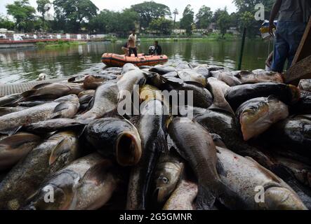 Guwahati, Guwahati, Inde. 27 juin 2021. Ouvrier collectant des poissons morts de l'étang historique de Dighaliphukuri à Guwahati Assam Inde. Selon le rapport officiel grand nombre de poissons morts en raison du manque d'oxygène dans l'étang crédit: Dasarath Deka/ZUMA Wire/Alay Live News Banque D'Images