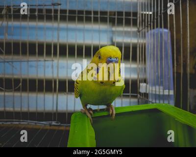 Un joli petit gros plan d'un perroquet jaune et vert assis dans la cage avec un autre perroquet Banque D'Images