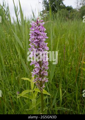 La commune de l'Ouest (Dactylorhiza fuchsii) Banque D'Images