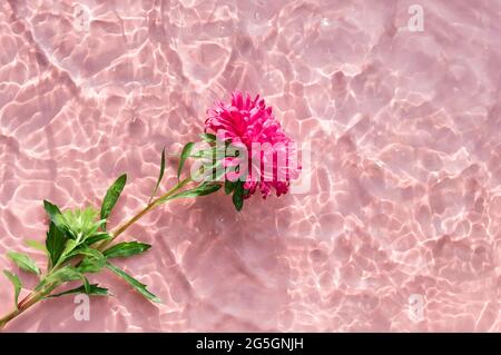 Fleur de chrysanthème rose sur la surface de l'eau avec des ondulations et des reflets du soleil. Spa de beauté, relaxation ou bien-être. Jeunesse, fraîcheur ou Banque D'Images