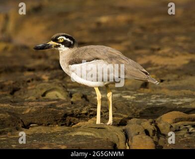 Insolite Beach Stone-Curlew, Esacus magirostris, bien camouflé parmi les rochers côtiers d'une plage du Queensland en Australie Banque D'Images