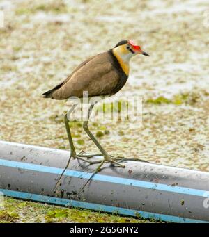 Jacana à crête de peigne, Lotusbird, Irediparra gallinacea, avec ses grands pieds clairement visibles, dans un lagon dans un parc de la ville de Queensland Australie Banque D'Images