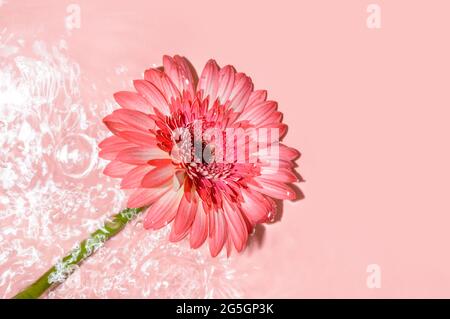 Gerbera rose ou marguerite barberton sur la surface de l'eau avec des ondulations et des reflets du soleil. Spa de beauté, relaxation ou bien-être. Jeunes Banque D'Images