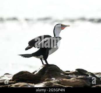 Pied Cormorant, Phalacrocorax varius, avec des ailes étirées contre le ciel et prêtes pour le vol des roches côtières en Australie Banque D'Images