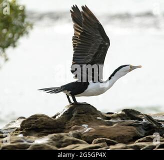 Pied Cormorant, Phalacrocorax varius, avec des ailes étirées contre le ciel et prêtes pour le vol des roches côtières en Australie Banque D'Images