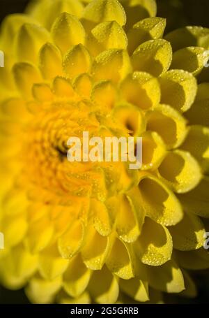 Gros plan de Ruskin Diane (Dahlia) avec les brumes du matin à Halifax, en Nouvelle-Écosse, à l'heure du printemps. Banque D'Images